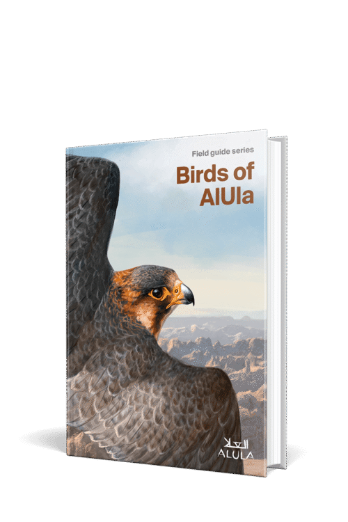 Birds of AlUla