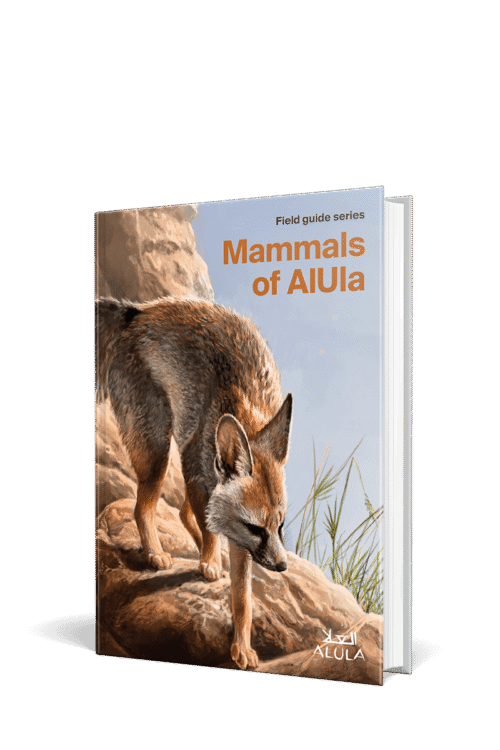 Mammals of AlUla