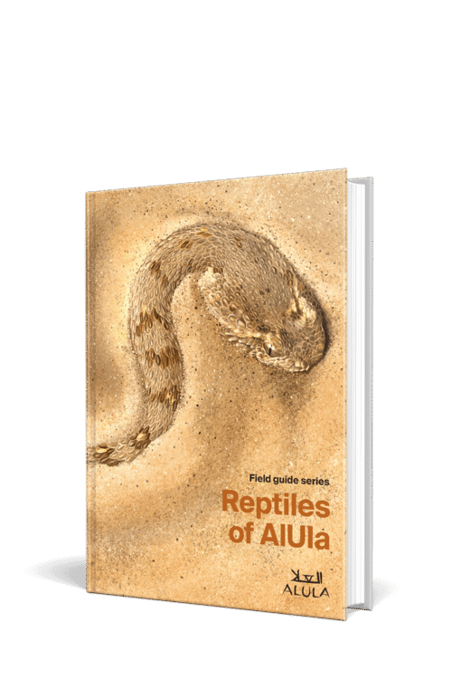 Reptiles of AlUla