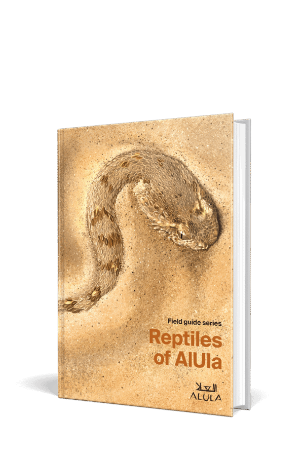 Reptiles of AlUla